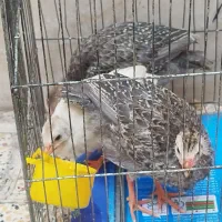 پرنده مرغ شاخدار