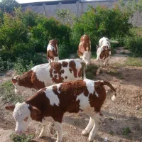 گوساله سیمینتال