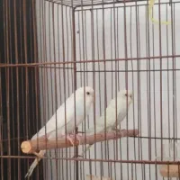 یک جفت مرغ عشق معاوضه هم میشه