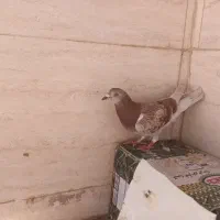 کبوترنر