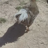 فروش یا معاوضه خروس