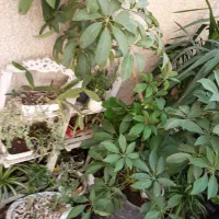 انواع اقسام گل‌های آپارتمانی