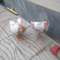 اوردک و جوجه مرغ