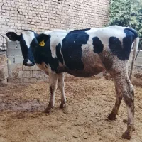 گوساله تلیسه پایی کل درجه یک مادر صنعتی گاو