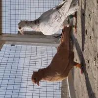 نر و ماده سار کرمونی و زرد کاکلی  کبوتر کفتر