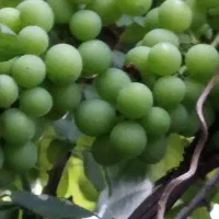 فروش انگور سبز (غوره)