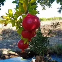 باغ-وزمین-روستای-صفی-آباد