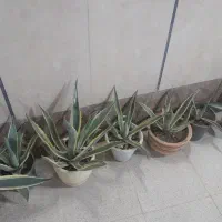 فروش کاکتوس اگاو