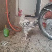 مرغ