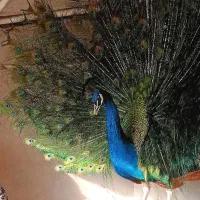 پرنده طاووس