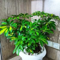 شفلرا ابلغ بزرگ