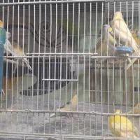 قناری نر،ماده