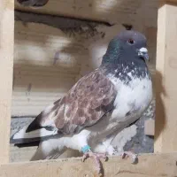 کبوتر