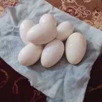 تخم بط