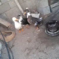 خرگوش