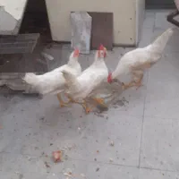 جوجه محلی