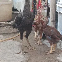 تعدادی مرغ و جوجه محلی