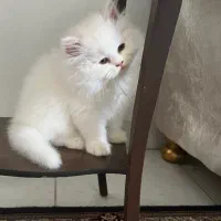 واگذاری گربه