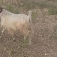 بزقاله