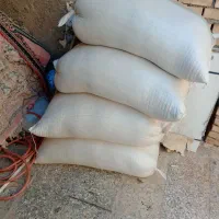 شلتوک بذری درجه یک