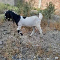 کهره پاکستانی