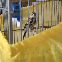 سهر چانه سفید مهر