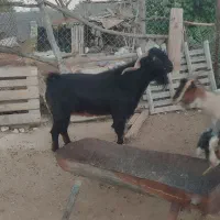 پازن و کهره نر