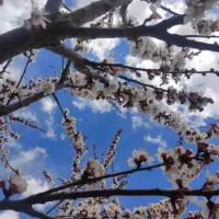 ویلایی فروشی امیرکبیر