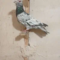 کفتر قلدر