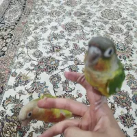 عروس هلندی و گینچیک طوطی