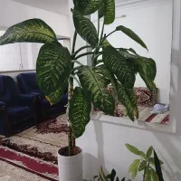 گل طبیعی|گل و گیاه طبیعی|شهریار, شهریار|دیوار