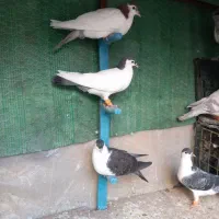 ۵ عدد کفتر جوجه ساده و خال دم قلدر  ۱۴ پردم