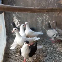 جوجه کبوتر