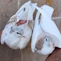 ساده کاکلی