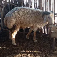 بره