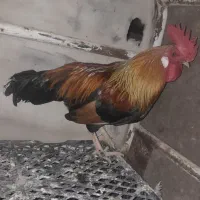 خروس محلی