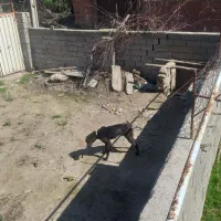 فزوش سگ دنبلانی