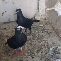 زاغ کرمونی کاکولی و مینا کرمونی