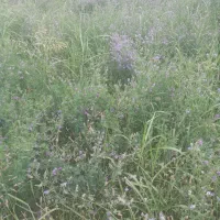 یونجه چین دوم مخلوط علف