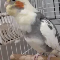 گمشده عروس هلندی