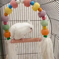 عروس هلندی . جوجه عروس هلندی . جل