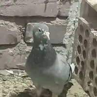 نر سبز پلنگ