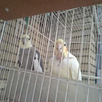 عروس هلندی