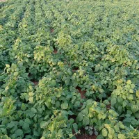 لوبیا قرمز درجه یک یک