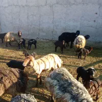 شیشک اول زا