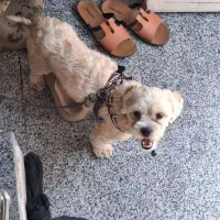 سگه پاکوتا ماده