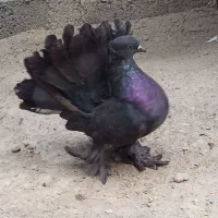 دم چتری