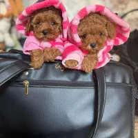 سگ توله توی پودل poodle هلوی اپریکات ۲ ماه