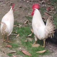 خروس|حیوانات مزرعه|رشت, خرسندی|دیوار