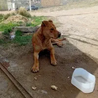 سگ پیت بول ۱۱ ماهه